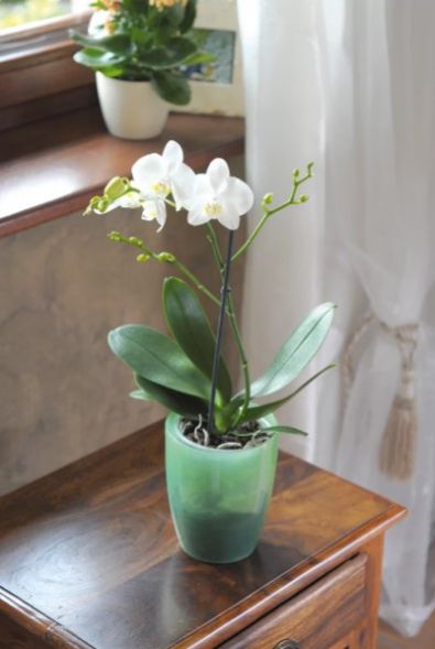 Kvetináč transparentný, plastový, priemer 16 cm, COUBI ORCHID, fialový