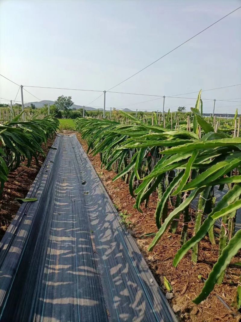 Textília tkaná 1,6x50m 70g GARDENKUS foto3
